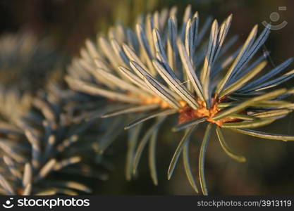 Close up of branch of fir