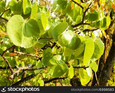 Close up of branch with green leaves. Balkan, Macedonian flora, nature background.. Close up of branch with green leaves. Balkan nature.
