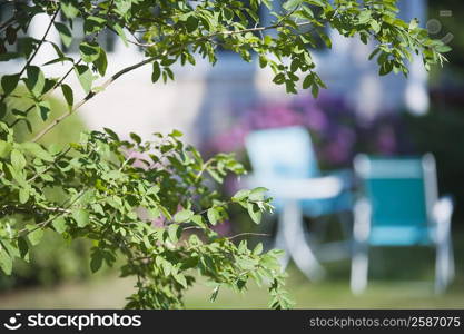 Close-up of branches of a tree