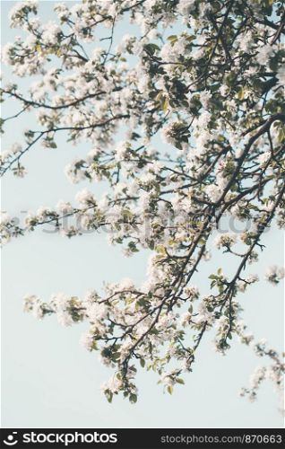 Close up of branches with white cherry blossoms in orchard in spring. Spring flowers. Spring background