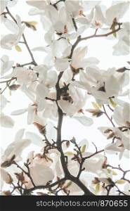 Close up of branches with white magnolia blossoms in orchard in spring. Spring flowers. Spring background