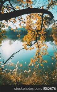 Close-up of branches with yellow leaves on a lake with reflection of the trees in the water on a cloudless day at sunset