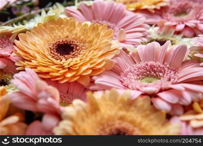 Close-up of bright fresh pink and orange gerberas, floral background. As post card for Mother’s day or 8 march. Close-up of bright fresh pink and orange gerberas. Spring concept