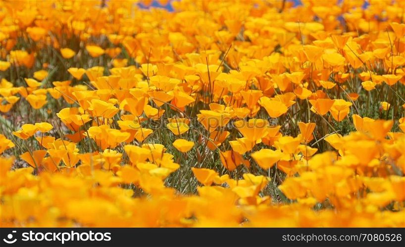 Close up of Bright orange California poppies