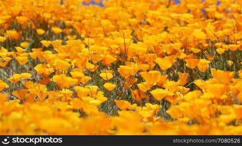 Close up of Bright orange California poppies