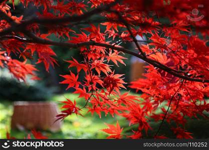 Close-up of bright red branches of Japanese maple or Acer palmatum on the autumn garden