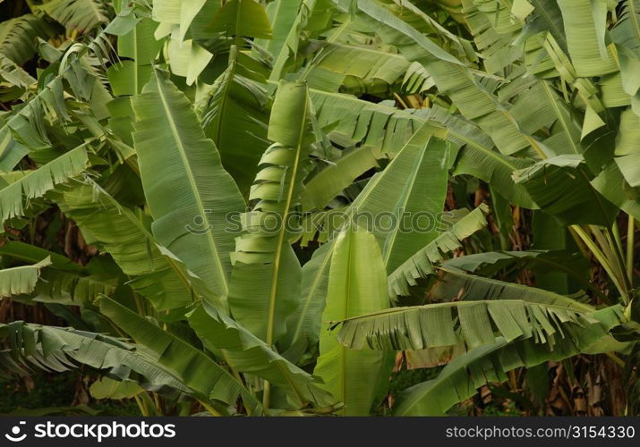 Close-up of broad leafed plants, Moorea, Tahiti, French Polynesia, South Pacific