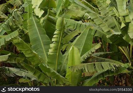 Close-up of broad leafed plants, Moorea, Tahiti, French Polynesia, South Pacific