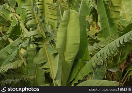 Close-up of broad leafed trees, Moorea, Tahiti, French Polynesia, South Pacific