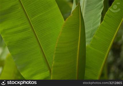 Close-up of broad leaves of a tropical plant, Moorea, Tahiti, French Polynesia, South Pacific