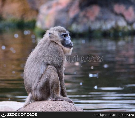Close-up of brown haired chimpanzee sitting on rock while looking away. Water on background