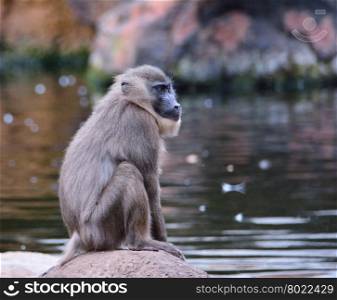 Close-up of brown haired chimpanzee sitting on rock while looking away. Water on background