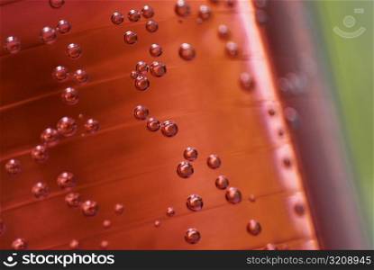 Close-up of bubbles in a soda bottle