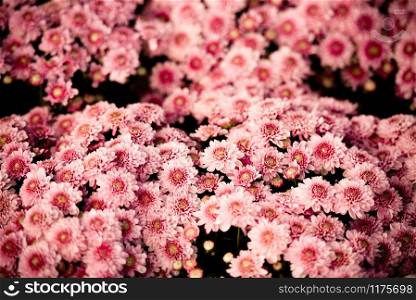 Close up of bunch flower pink chrysanthemum pink beautiful texture background / chrysanthemum flowers blooming decoration festival celebration