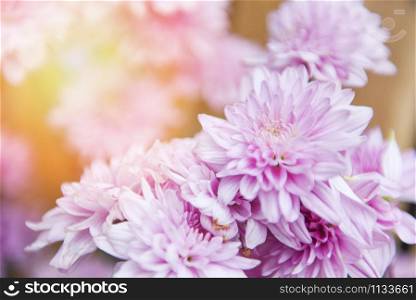 Close up of bunch flower pink chrysanthemum purple beautiful / Chrysanthemum flowers decoration in a vase in a bright living room plant , selective focus