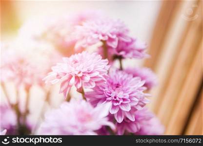 Close up of bunch flower pink chrysanthemum purple beautiful / Chrysanthemum flowers decoration in a vase in a bright living room , selective focus