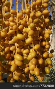 Close-Up of bunch of yellow dates hanging from palm tree in Cyprus