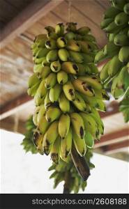 Close-up of bunches of bananas hanging from ceiling