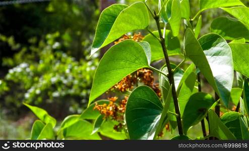 Close up of bush and it&rsquo;s green leaves. Flora of Tuchola Forest region in Poland. Nature background, summer. Copy space.. Close up of green leaves.