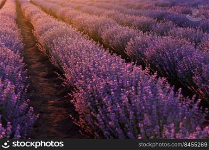close up of bushes lavender blooming scented fields on sunset. lavender purple aromatic flowers at lavender fields of the French Provence near Paris. close up of bushes lavender blooming scented fields on sunset. lavender purple aromatic flowers at lavender fields of the French Provence near Paris.