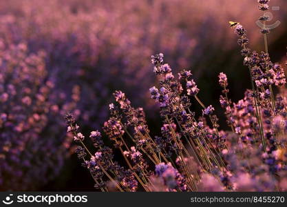 close up of bushes lavender blooming scented fields on sunset. lavender purple aromatic flowers at lavender fields of the French Provence near Paris. close up of bushes lavender blooming scented fields on sunset. lavender purple aromatic flowers at lavender fields of the French Provence near Paris.