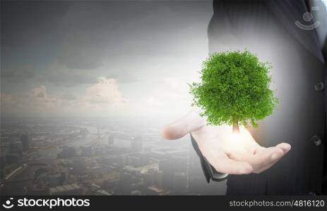 Close up of businessman hand holding green tree in palm. Air pollution