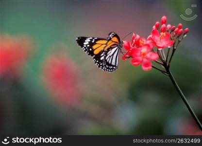 Close up of butterfly on flower