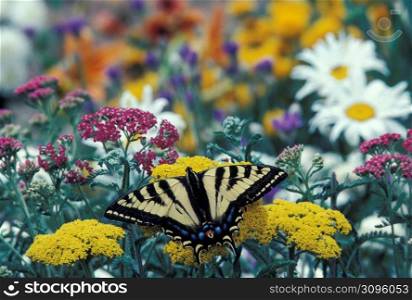 Close up of butterfly on flower