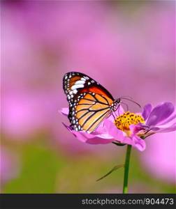 Close up of butterfly on pink cosmos flower blurred background
