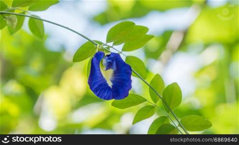 Close up of butterfly pea flower in green garden. butterfly pea flower
