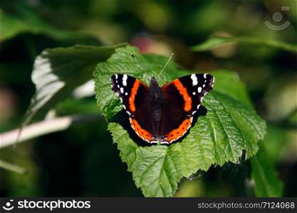 Close-up of butterfly sitting on a leaf. Shallow depth of field.
