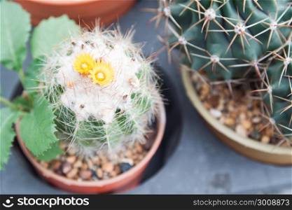 Close up of cactus flower