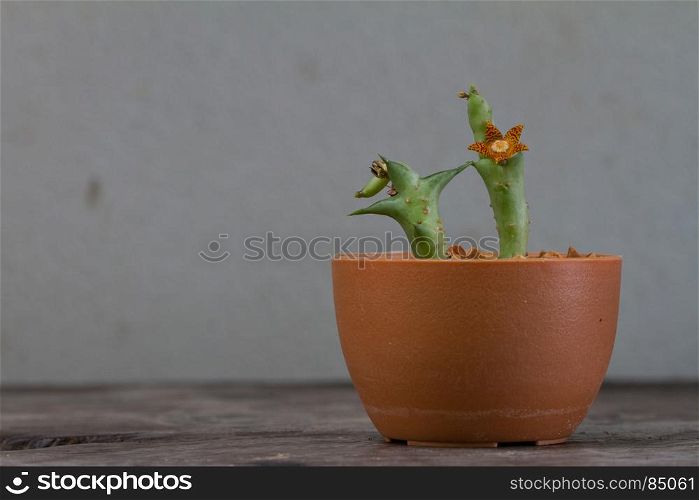 Close up of Cactus flower on background