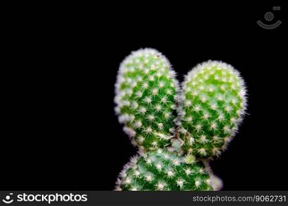 close up of cactus on black isolated