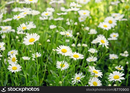 close up of camomiles on field