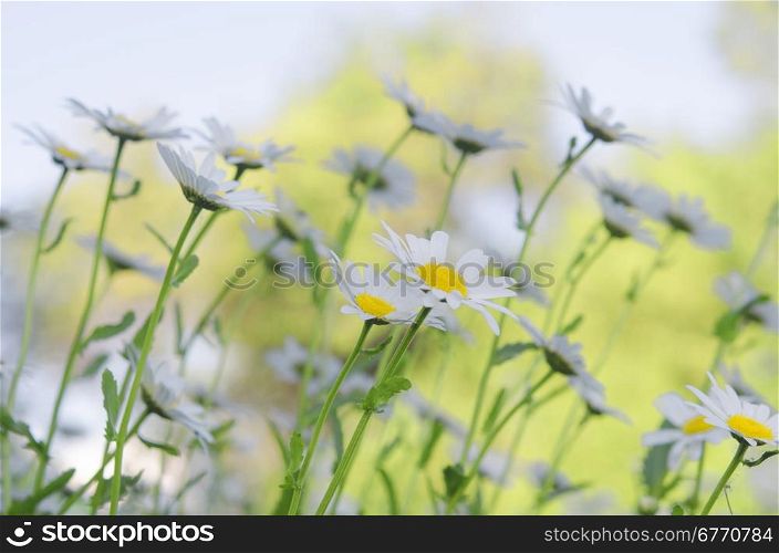 close up of camomiles on summer field