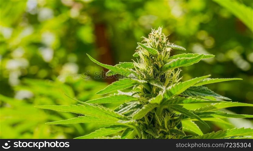Close up of Cannabis plant on a sunny day with white hairs