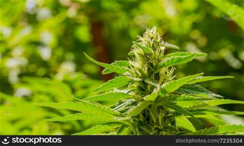 Close up of Cannabis plant on a sunny day with white hairs