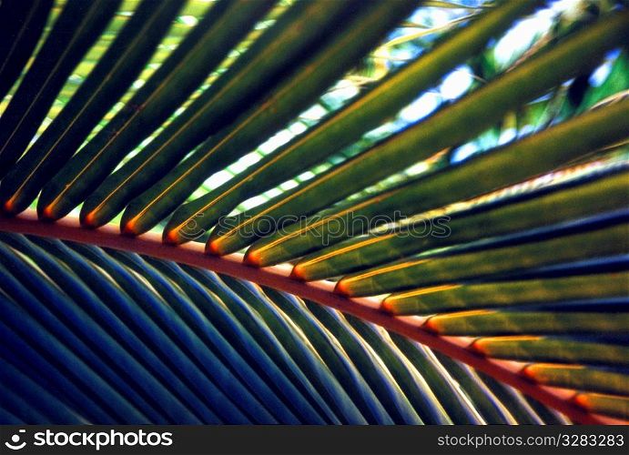 Close up of Caribbean palm.