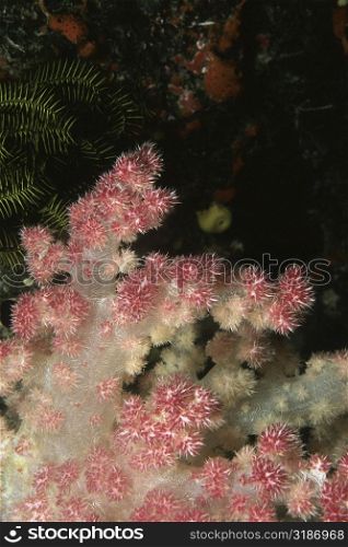 Close-up of Carnation Soft Coral underwater, Fiji