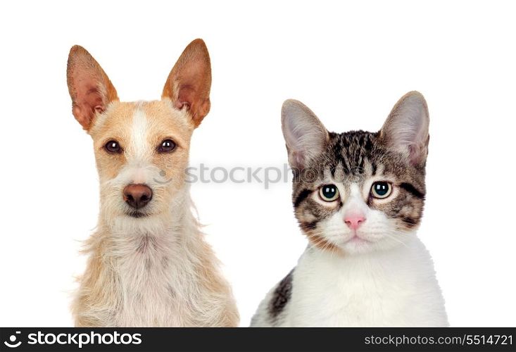 Close-up Of Cat And Dog Isolated Over White Background