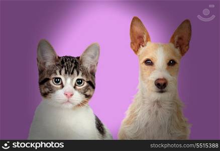 Close-up Of Cat And Dog Over Purple Background