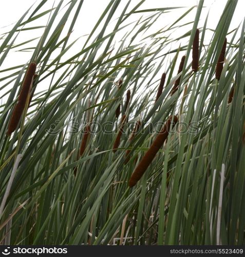 Close-up of cattail grass, Kenora, Lake of The Woods, Ontario, Canada