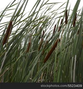 Close-up of cattail grass, Kenora, Lake of The Woods, Ontario, Canada