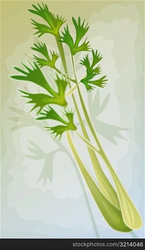 Close-up of celery