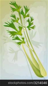 Close-up of celery