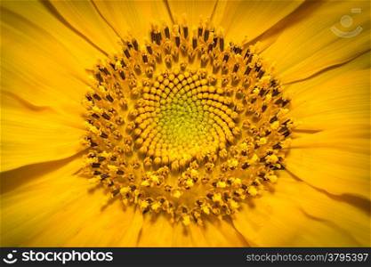 Close up of centre of sunflower or Helianthus