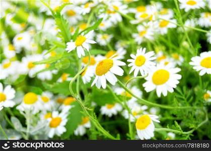 Close up of chamomile flower in a field leaning towards the sun rays