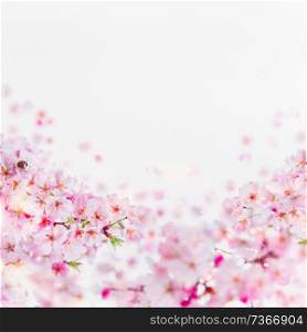 Close up of cherry blossom with little bumblebee in bloom. Pink spring blossom on white. Springtime floral background border.