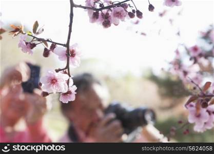 Close up of cherry blossoms on a branch with people taking photographs of them in the background, springtime, Beijing